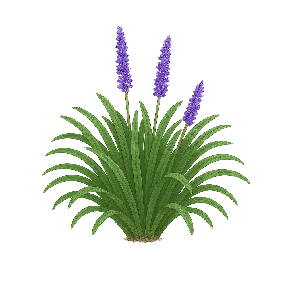 Liriope