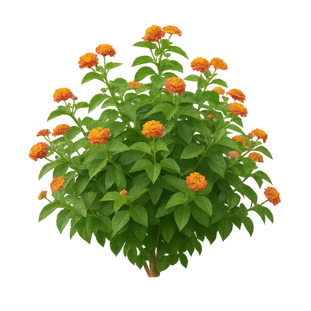 Lantana